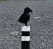 PICTURES/John O'Groats/t_John O' Groats6a.jpg